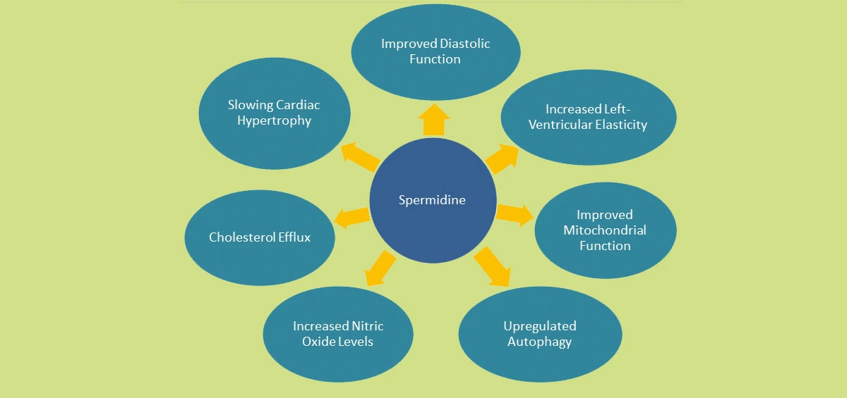 Spermidine hmoov AAAAA.jpg