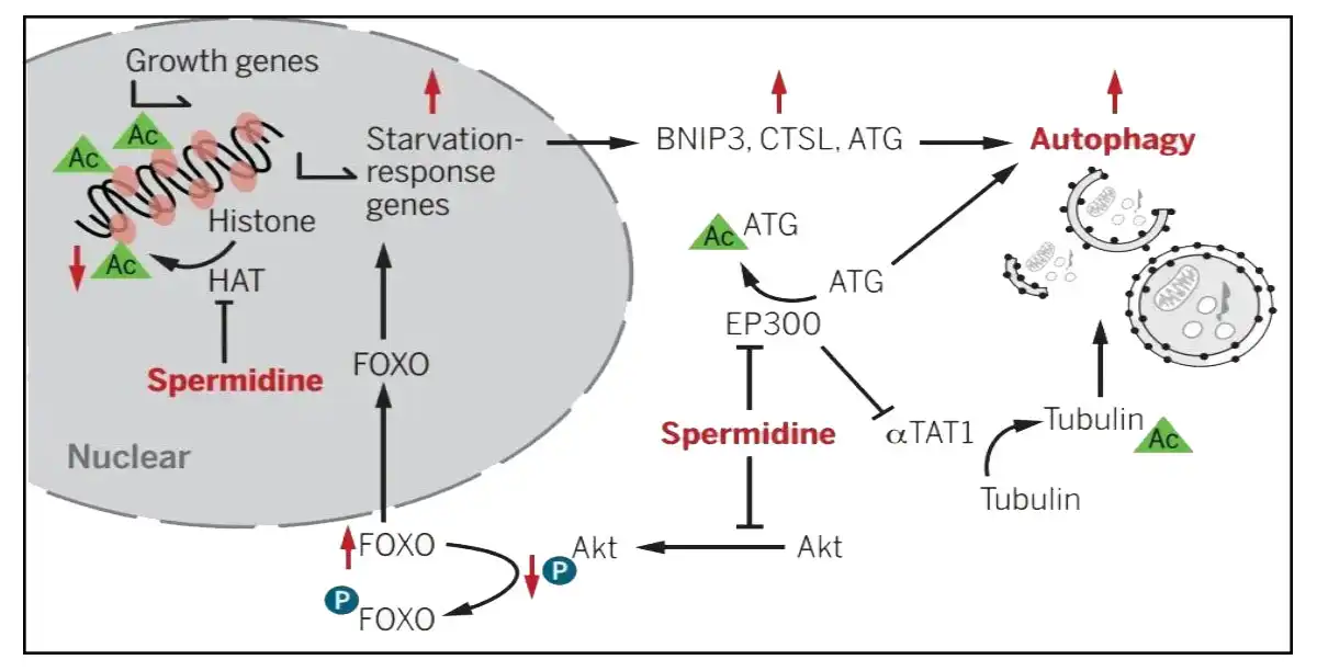 Spermidine muab.jpg