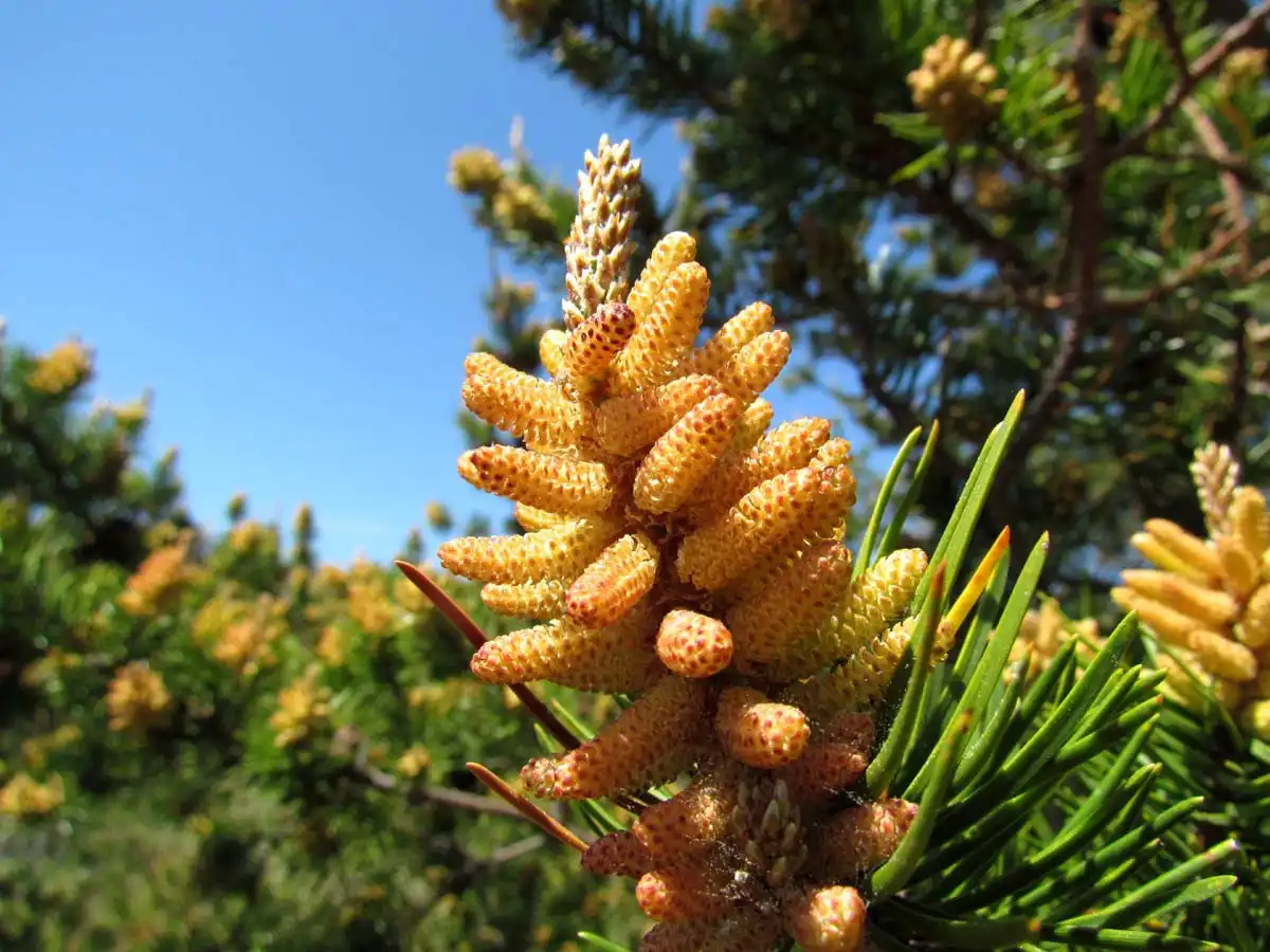 Pine Paj Saler.jpg
