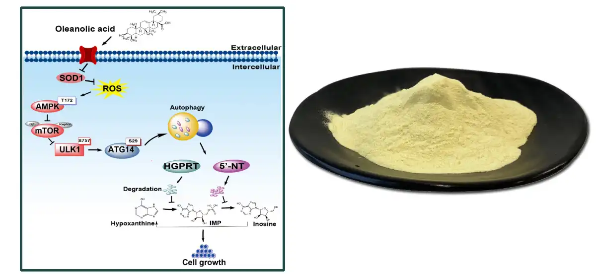 Oleanolic Acid Hmoov Supplier.jpg