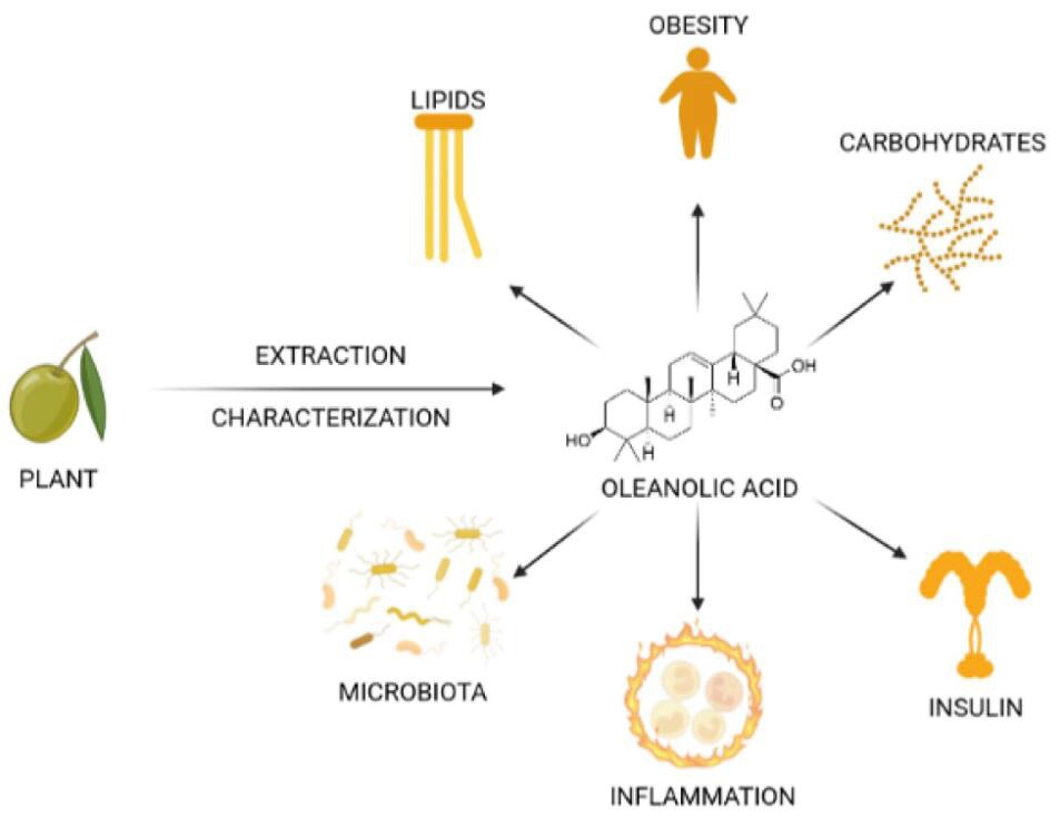 Oleanolic acid.jpg