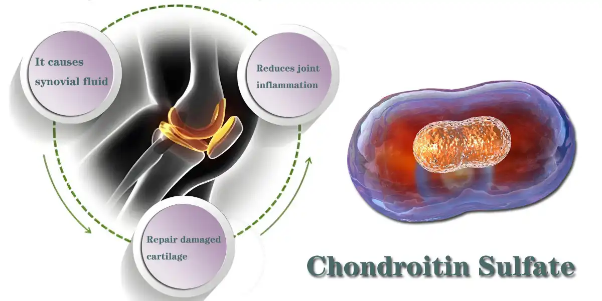 Chondroitin Sulfate Hmoov.jpg