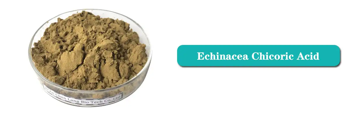 Echinacea ቺኮሪክ አሲድ Saler.jpg