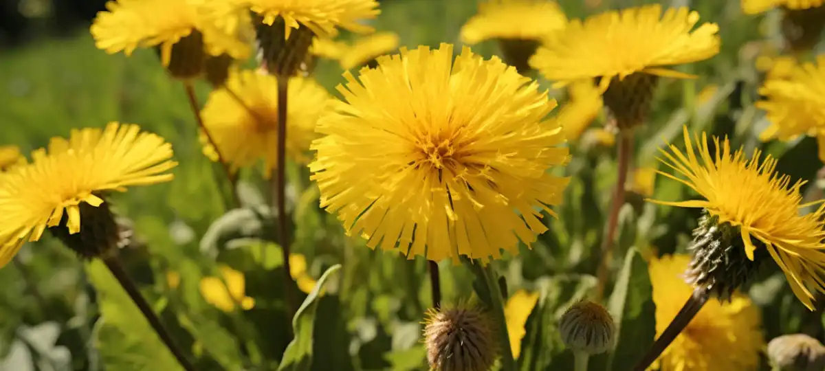 Echinacea ቺኮሪክ አሲድ Sale.jpg