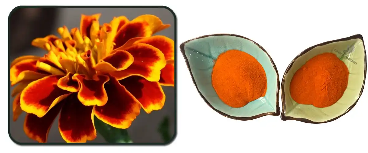 Lutein Ester Ntshiab.jpg
