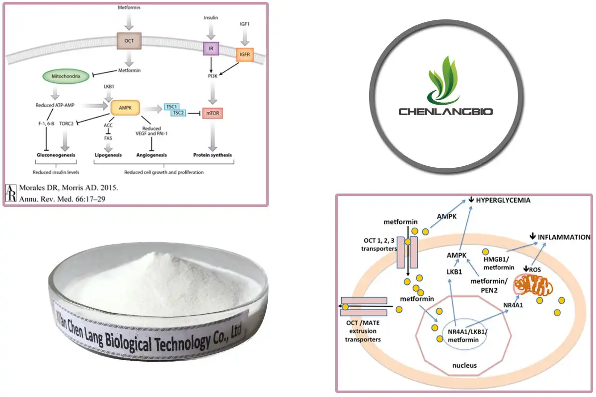 Metformin Hydrochloride Muag.jpg