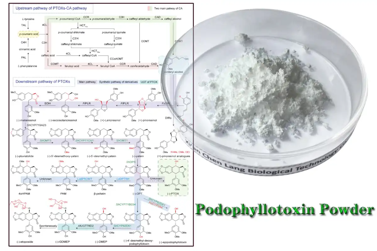 Podophyllotoxin hmoov AAAAA.jpg