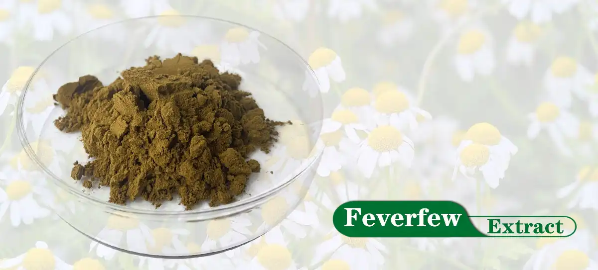 Feverfew ዱቄት.jpg