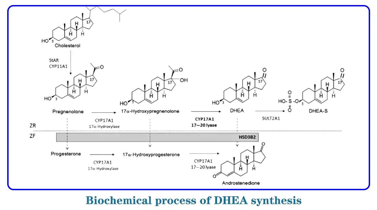 Biochemical txheej txheem ntawm DHEA synthesis.jpg