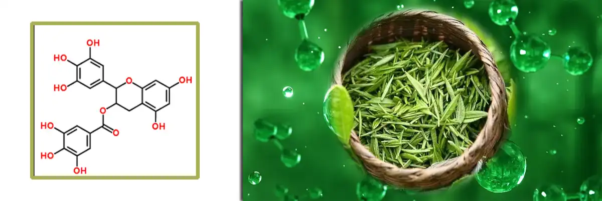 Tshuaj yej ntsuab Polyphenols Saler.jpg