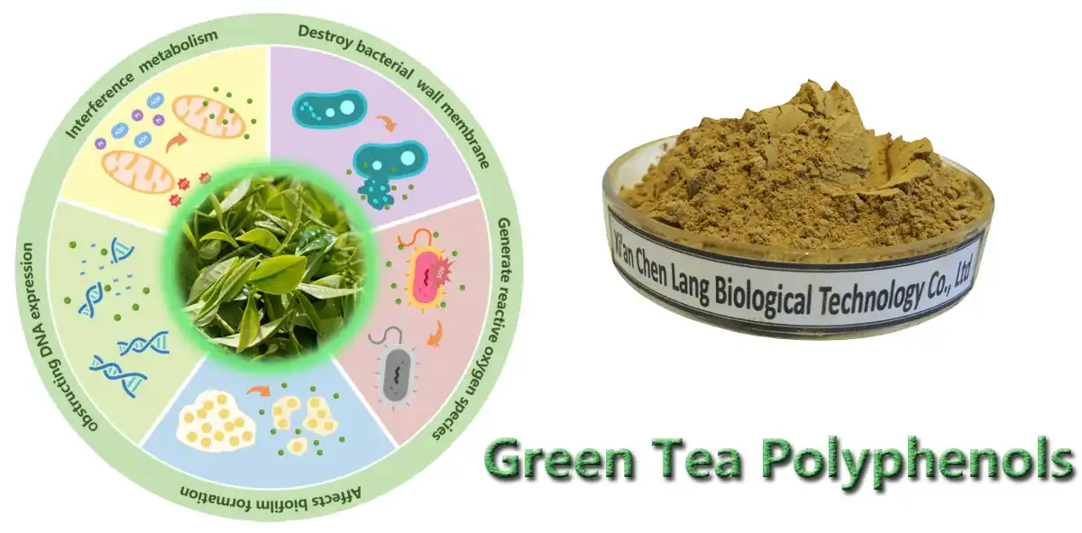 Ntsuab tshuaj yej Polyphenols Offer.jpg
