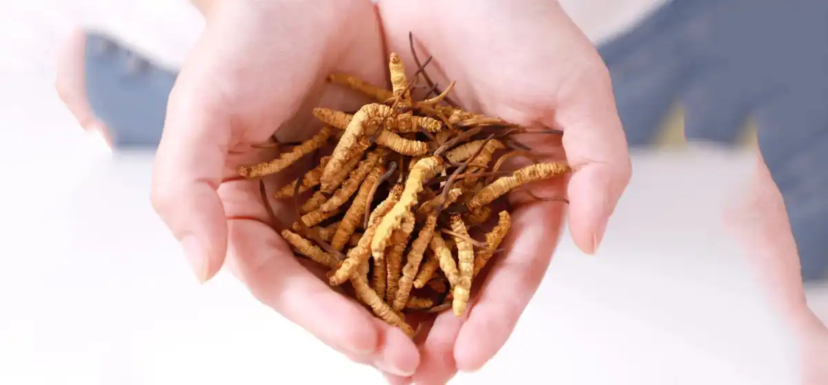 Cordyceps Sinensis ዱቄት ፋብሪካ.jpg