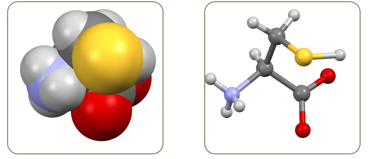 L Cysteine ​​Powder.jpg