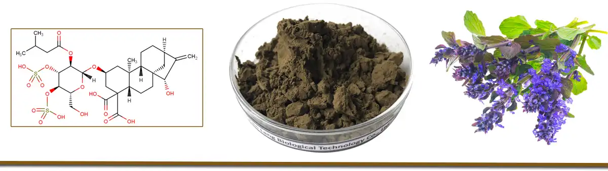 Ajuga Turkestanica Extract Supplier.jpg Ajuga Turkestanica Extract Supplier.jpg