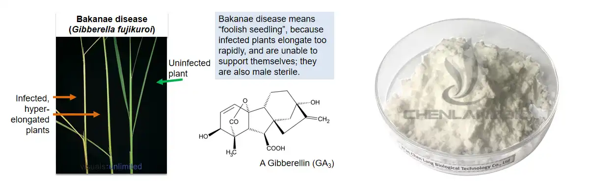 Gibberellic acid.jpg
