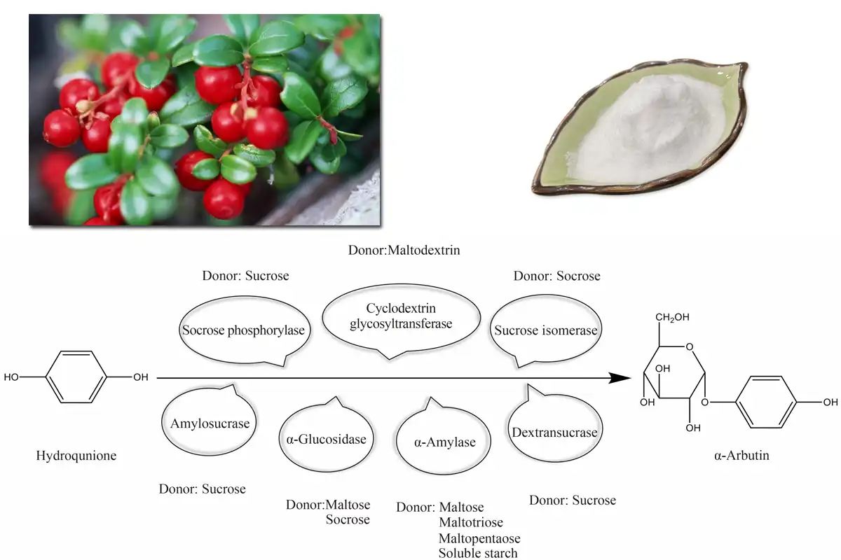 አልፋ አርቡቲን Pure.jpg