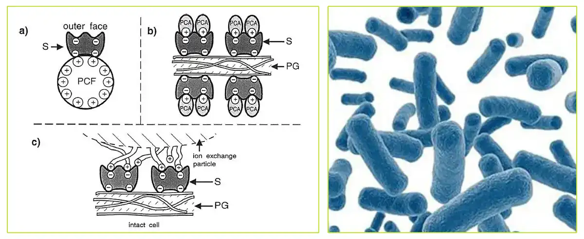 Bacillus Coagulans.jpg