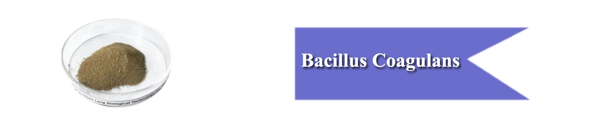 Bacillus Coagulans.jpg