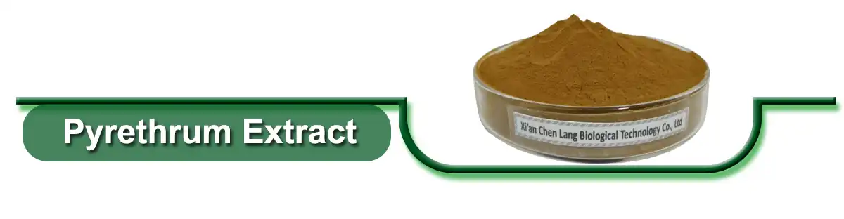 ፒሬትረም .jpg