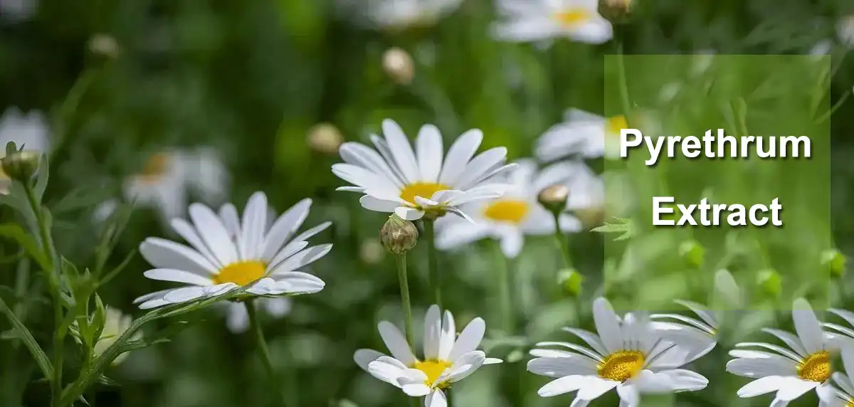 Pyrethrum Extract powder.jpg