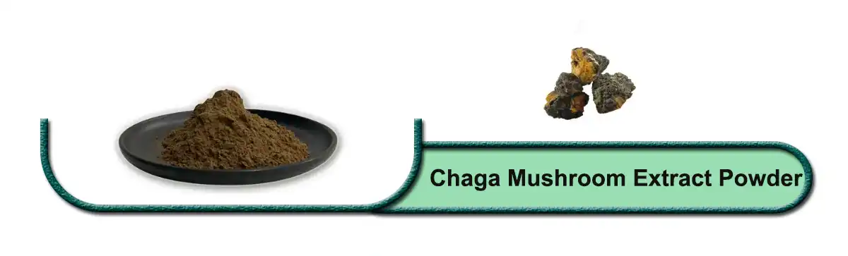የቻጋ እንጉዳይ ማውጣት .jpg