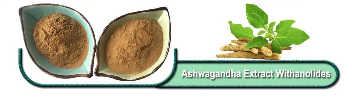 አሽዋጋንዳ የማውጣት Withanolides powder.jpg