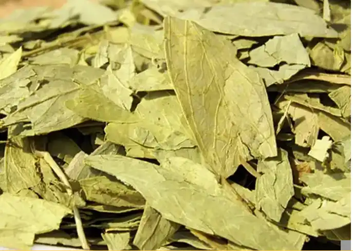 senna-leaf-extract-supplier-for-sale