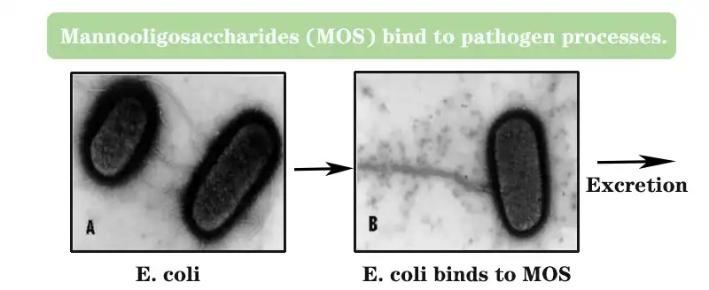 product-1-1 product-1-1