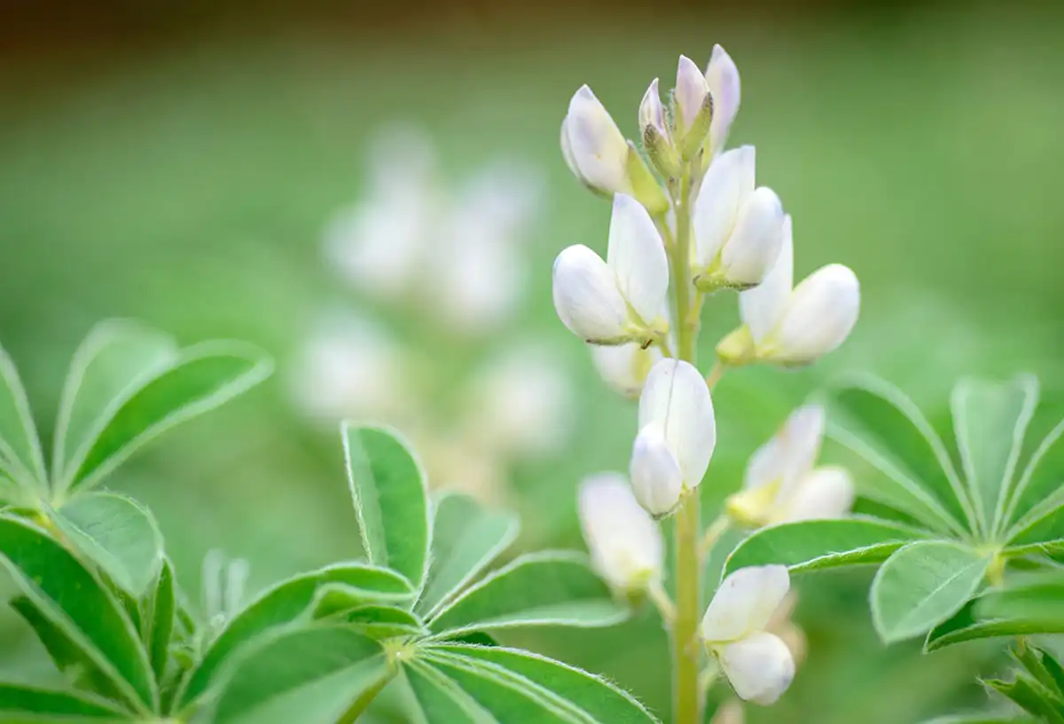 Lupinus-Albus-extract-powder Lupinus-Albus-extract-powder