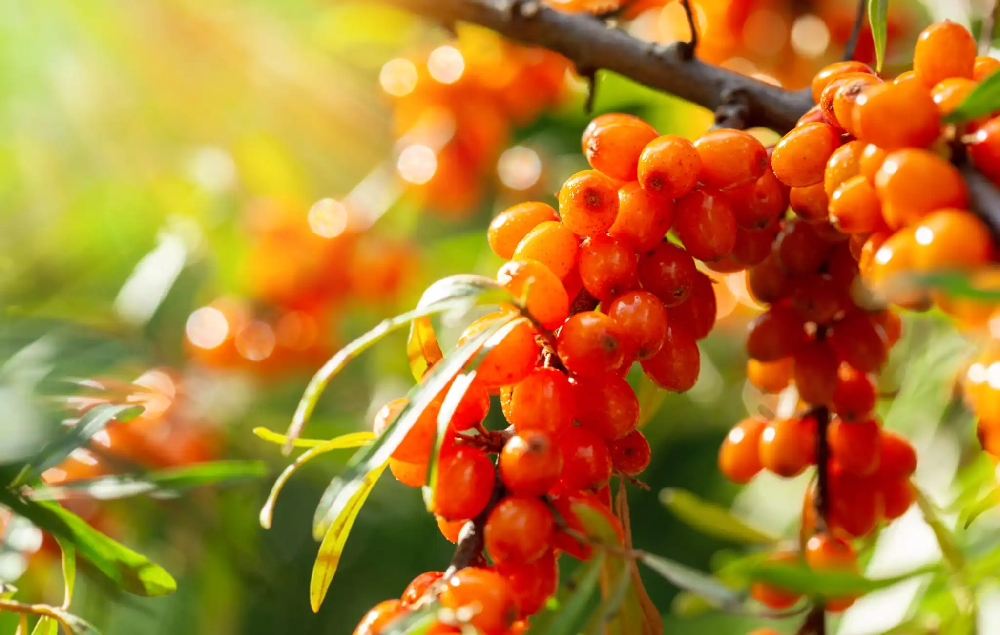 Sea-Buckthorn-Oligopeptide Sea-Buckthorn-Oligopeptide