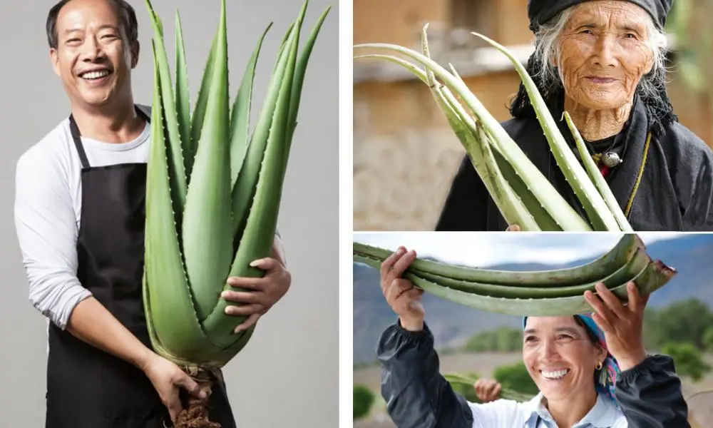 aloe-planting-base(1) aloe-planting-base(1)