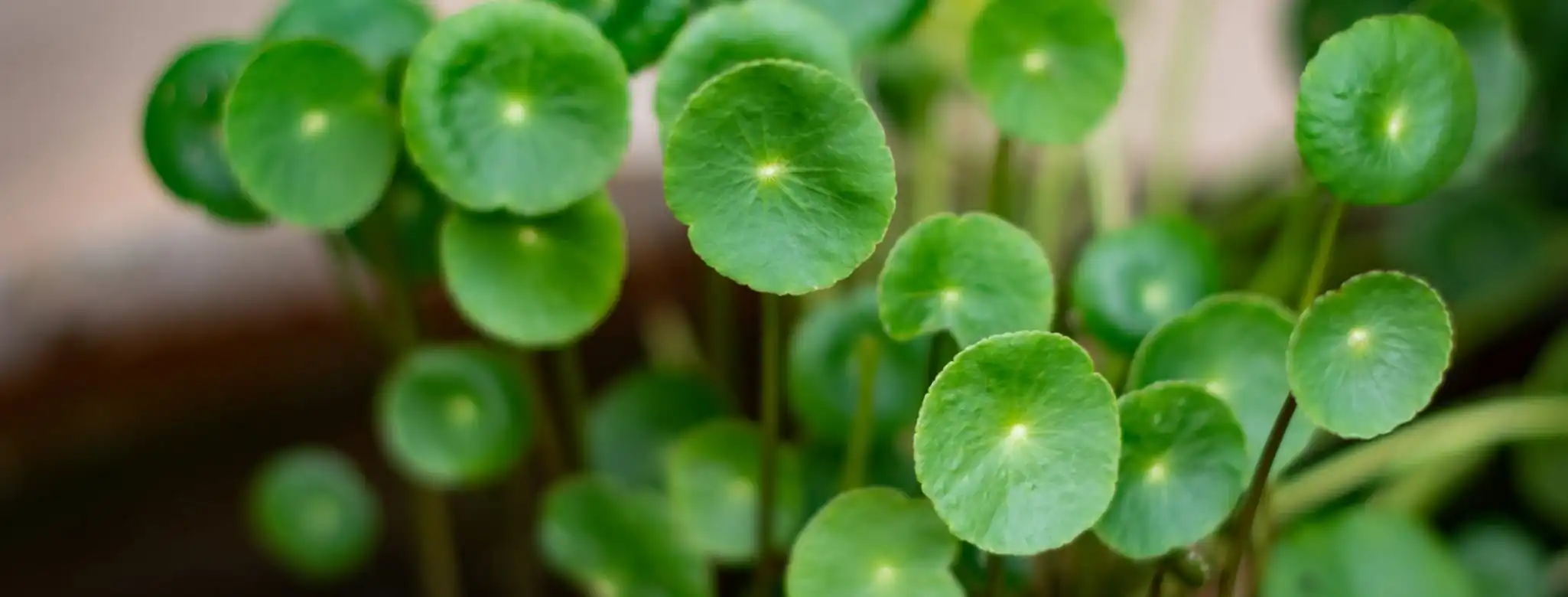 Centella-Asiatica- Extract-Safe-for- Skin Centella-Asiatica- Extract-Safe-for- Skin