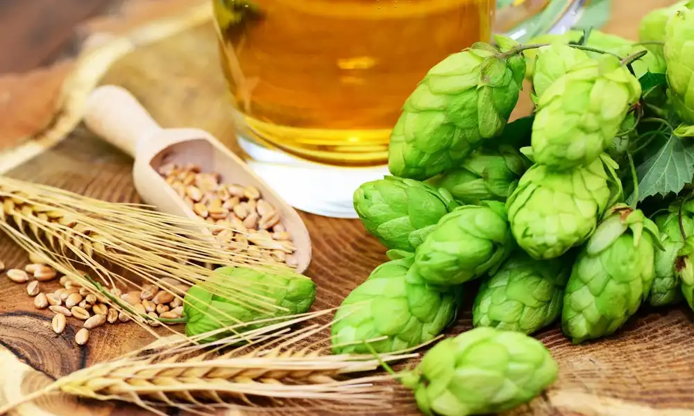Hops-Flavonoids-supplier Hops-Flavonoids-supplier