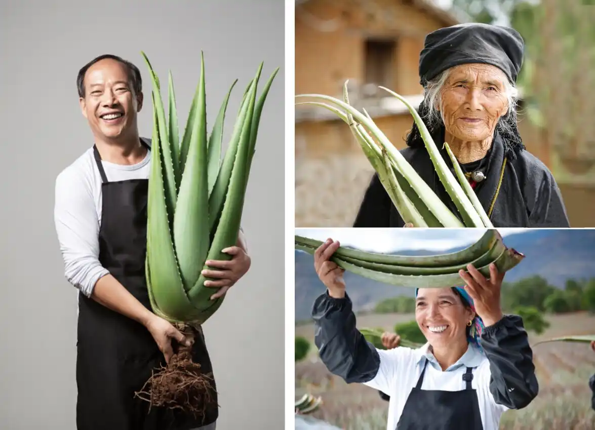 aloe-plant-base aloe-plant-base