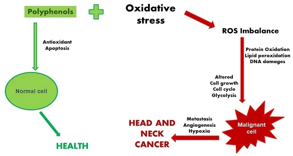 Pomegranate-Polyphenols-Antioxidant Pomegranate-Polyphenols-Antioxidant