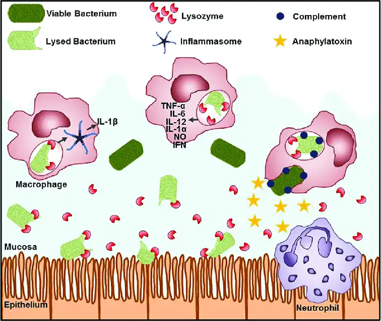 lysozyme-functions lysozyme-functions