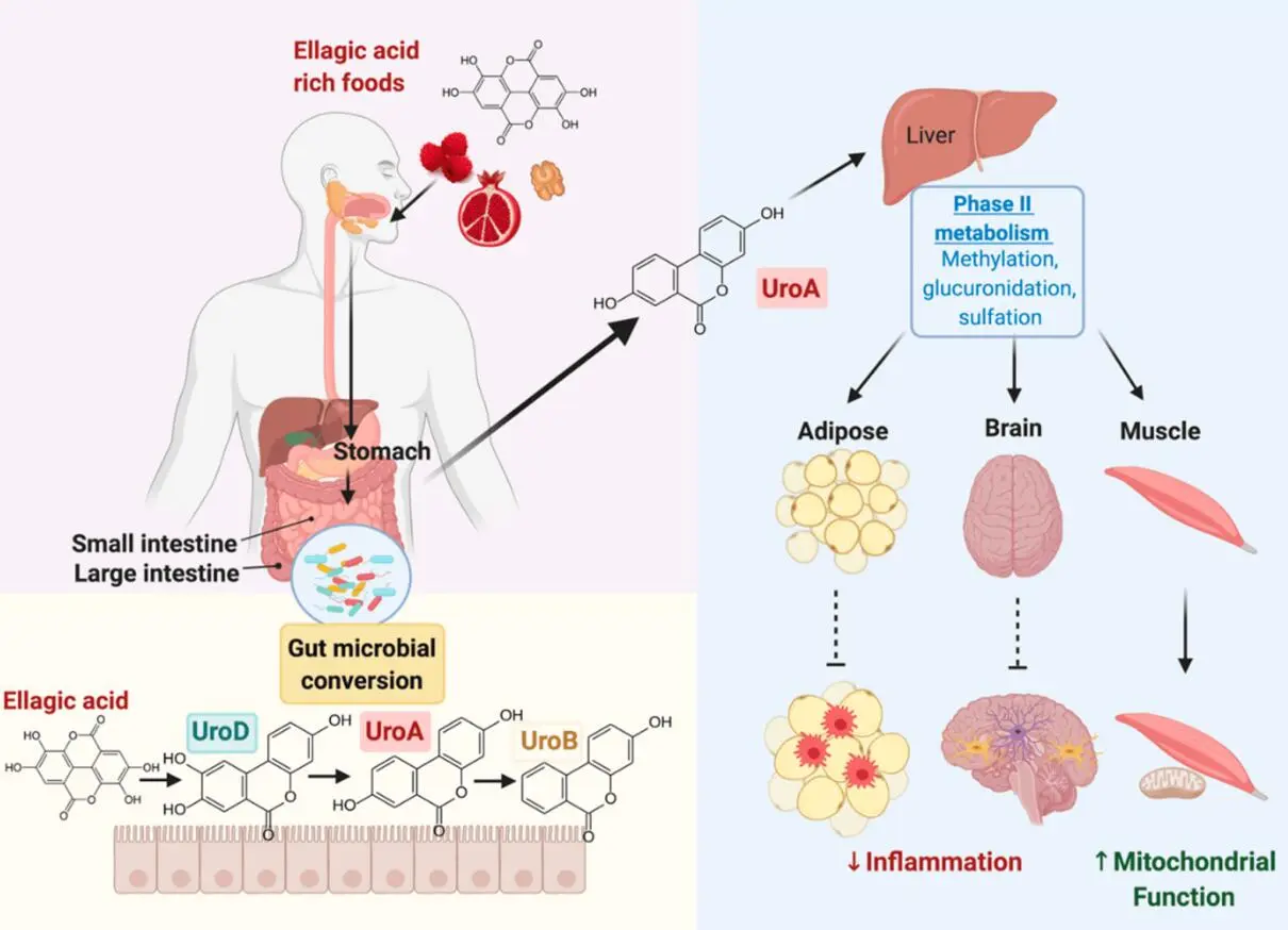 Urolithin-A-metabolism Urolithin-A-metabolism