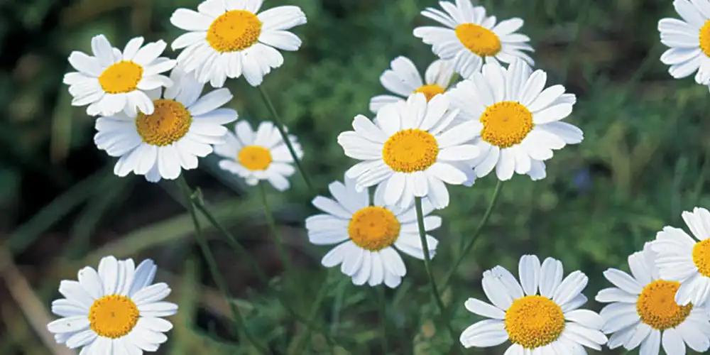 Pyrethrin-for-plant