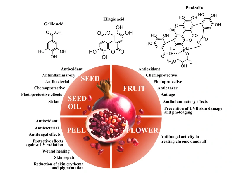 Pomegranate-Extract-Punicalagin-supplier-for-sale Pomegranate-Extract-Punicalagin-supplier-for-sale