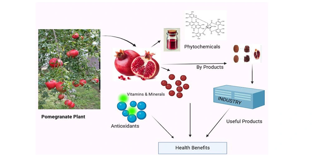 Pomegranate-Extract-Powder-manufacturer Pomegranate-Extract-Powder-manufacturer