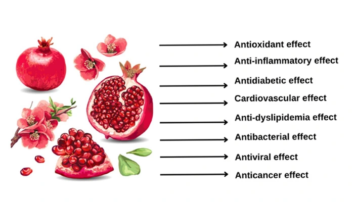 Pomegranate-Peel-Extract-powder Pomegranate-Peel-Extract-powder