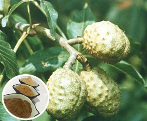 horse-chestnut-extract-powder-supplier horse-chestnut-extract-powder-supplier