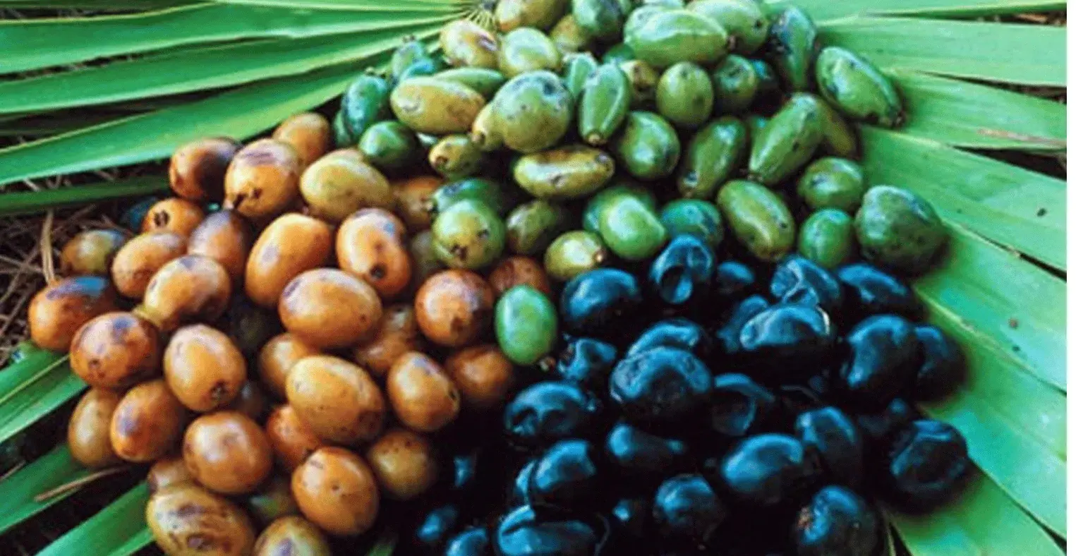 Saw-Palmetto-berries-(Serenoa repens)-the-source-of-the-extract. Saw-Palmetto-berries-(Serenoa repens)-the-source-of-the-extract.