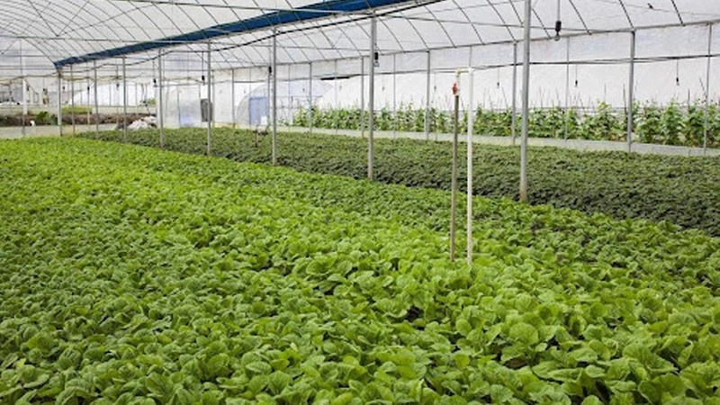 Ajuga-turkestanica-Extract-for-sale Ajuga-turkestanica-Extract-for-sale