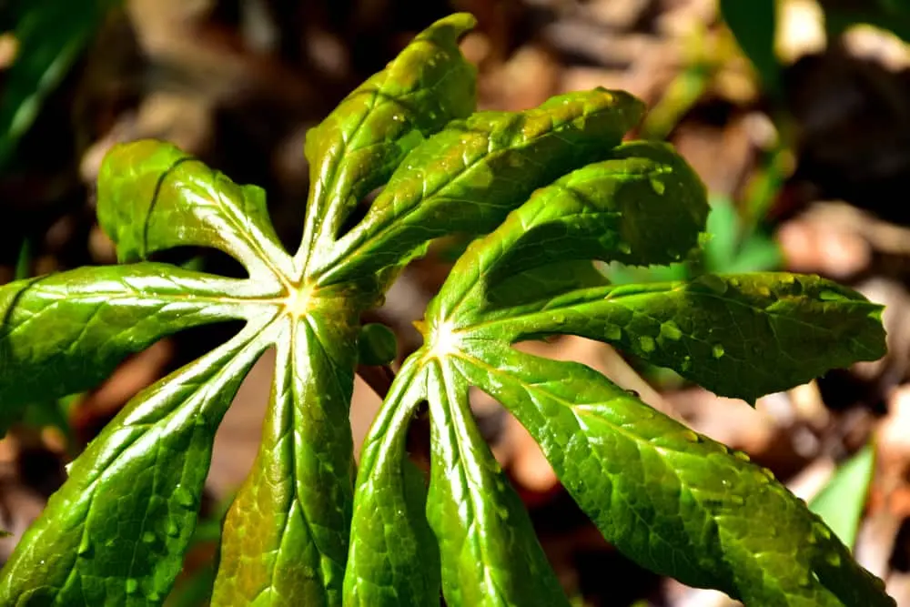 Podophyllin-Powder  Podophyllin-Powder