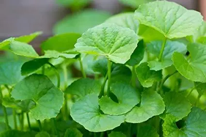 Centella-Asiatica-Extract Centella-Asiatica-Extract