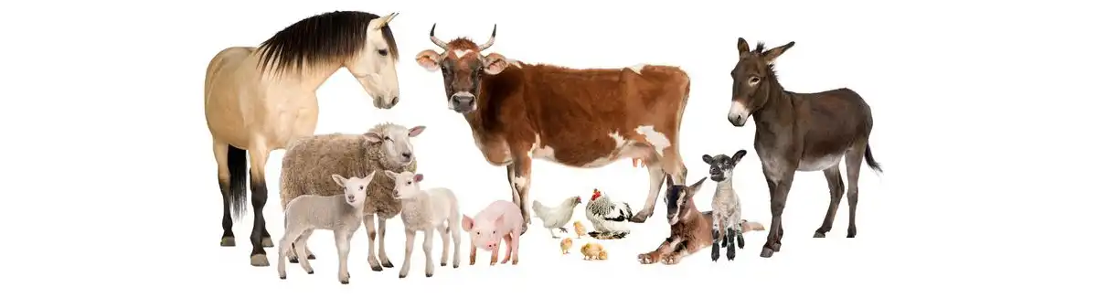 product-1-1 product-1-1