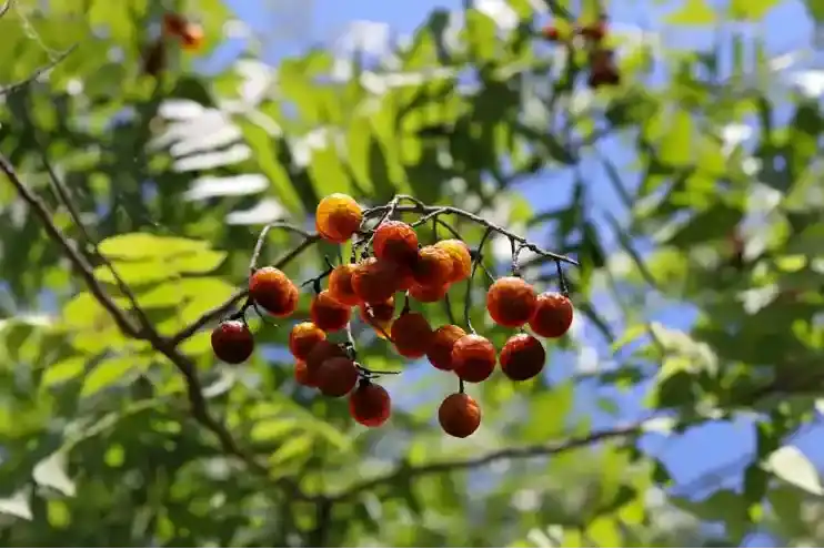 soapberry-soapnut-tree