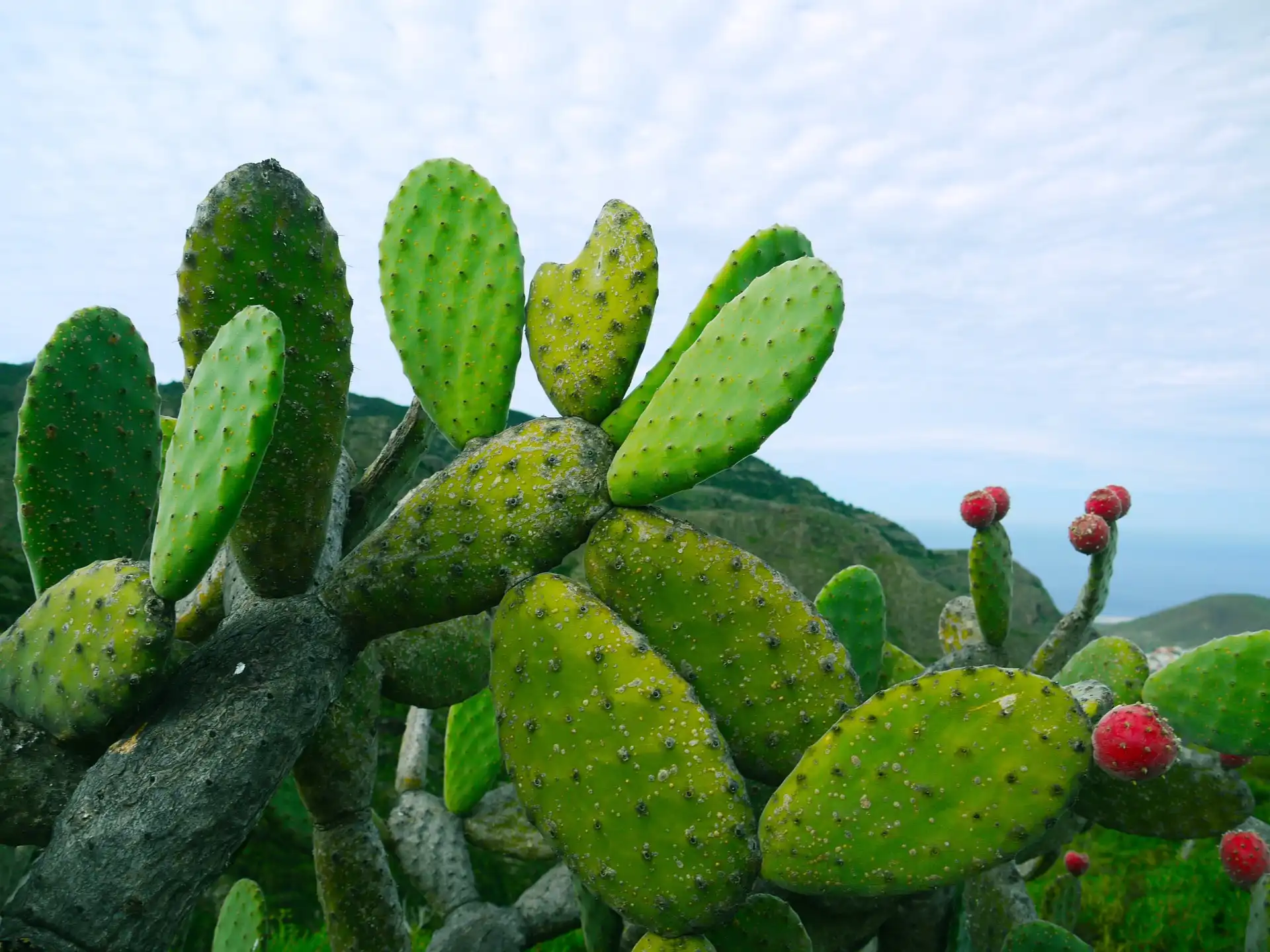 Cactus-Extract-Powder- Good-for-Skin