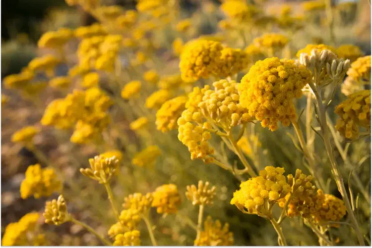 Helichrysum-Arenarium-Flower-Extract-supplier